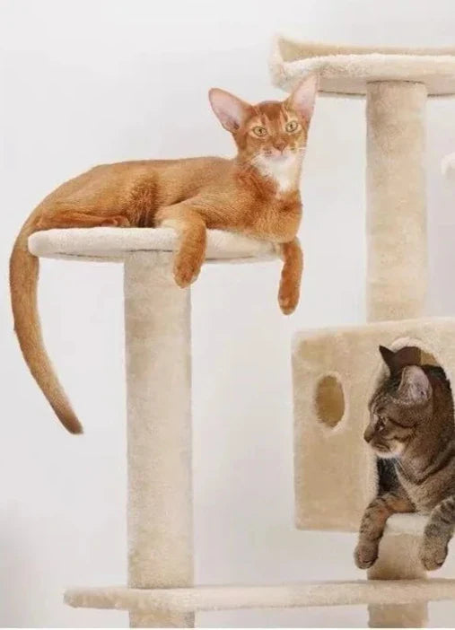 Kattenboom - 4 lagen