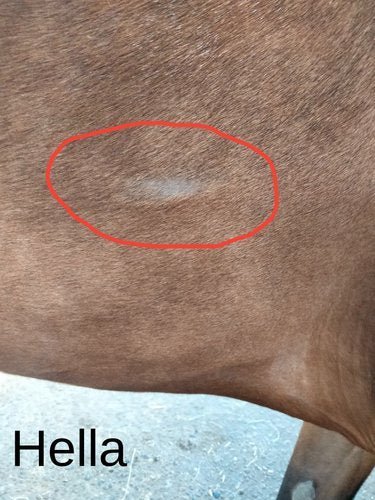 Bontrand tegen schuurplekken